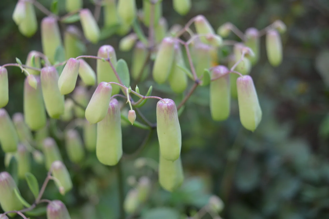 Pale hanging flower buds of Bryophyllum pinnatum