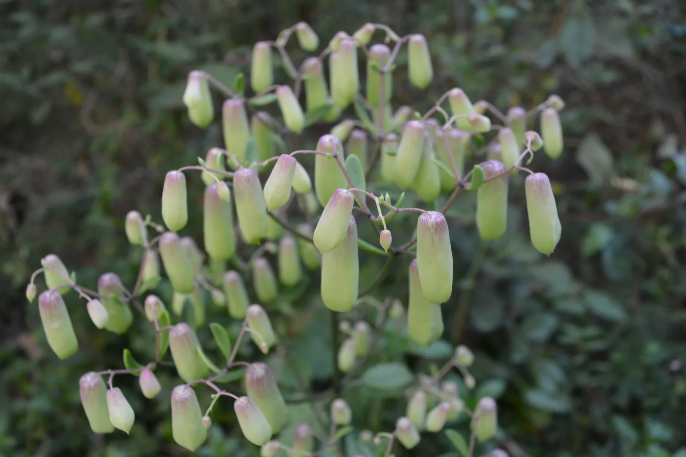 A flowering stalk of Bryophyllum pinnatum