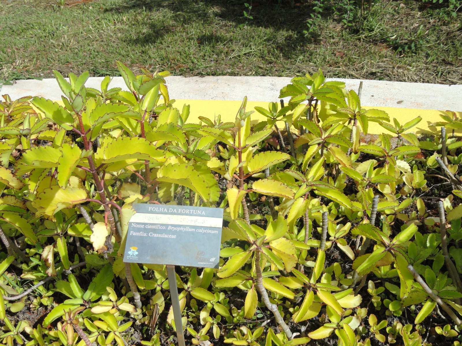 Leaf of Life (Bryophyllum pinnatum) Guide: Plantlets, Potting, Winter Indoors and Harvest