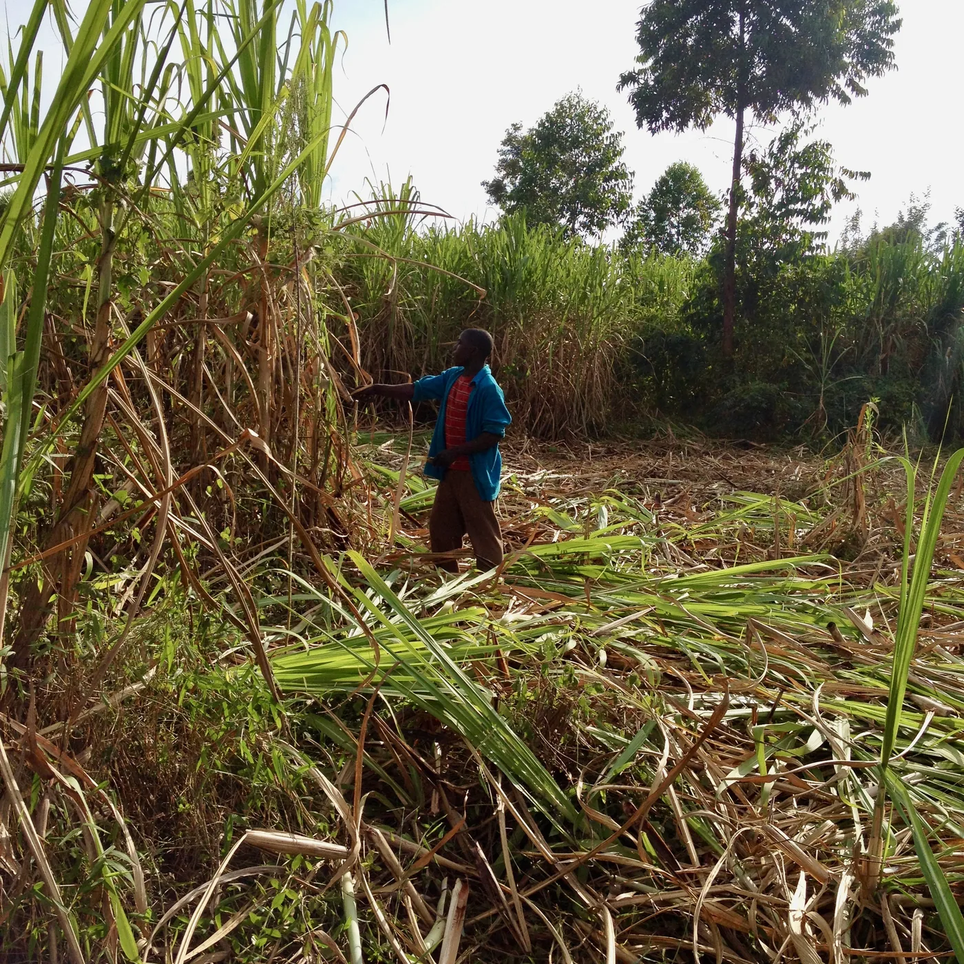 A person in blue standing in a cut cane field among fallen green leaves and dry trash