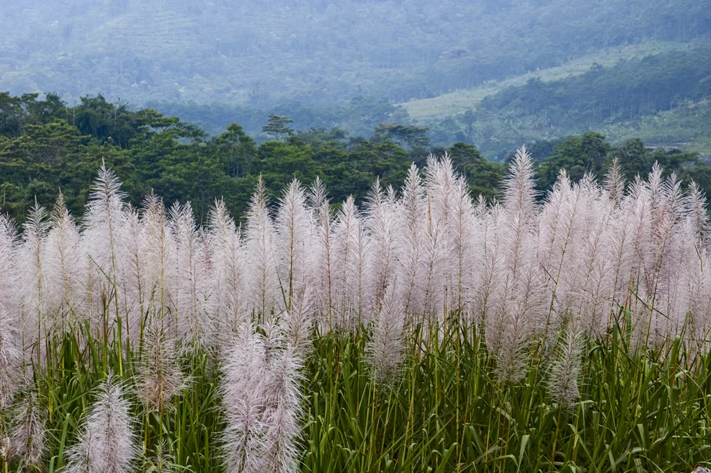 A field of tall cane topped with pale pink feathery flower plumes against green hills