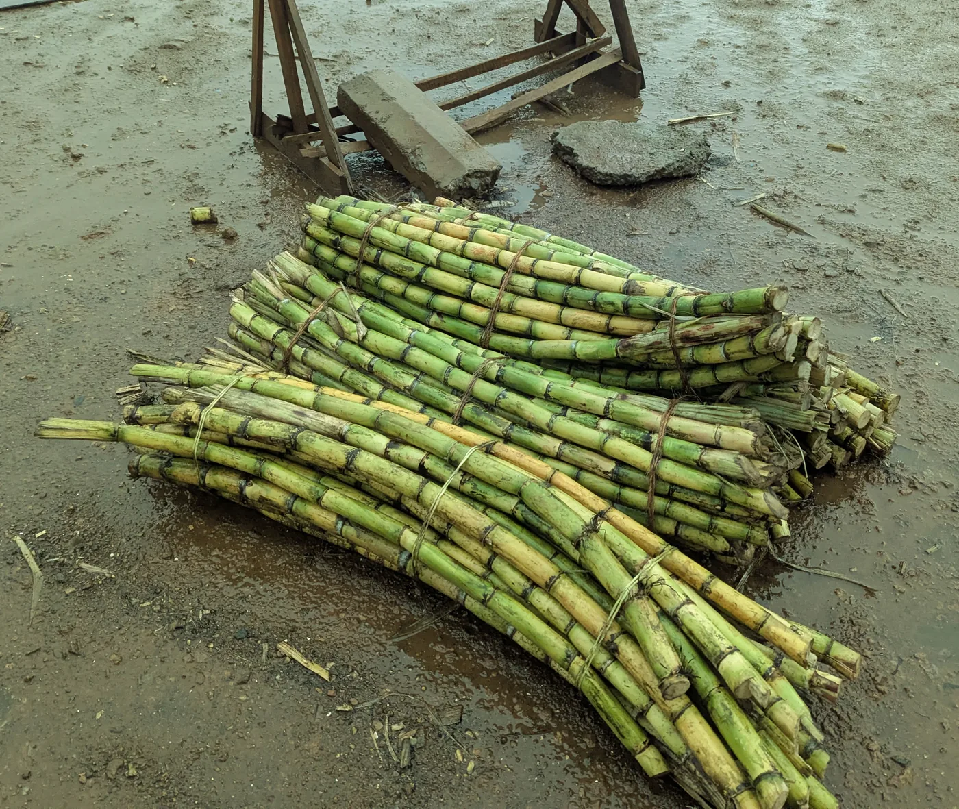 Tied bundles of green cane stalks stacked on wet ground