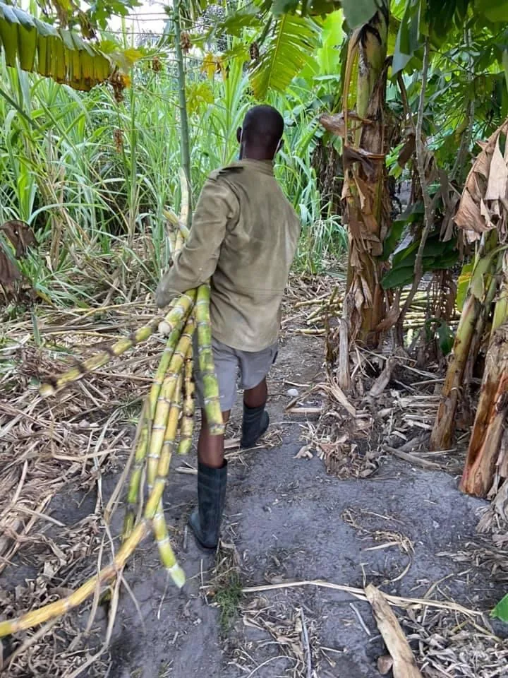 A man in rubber boots carrying a bundle of cut yellow-green cane stalks along a path