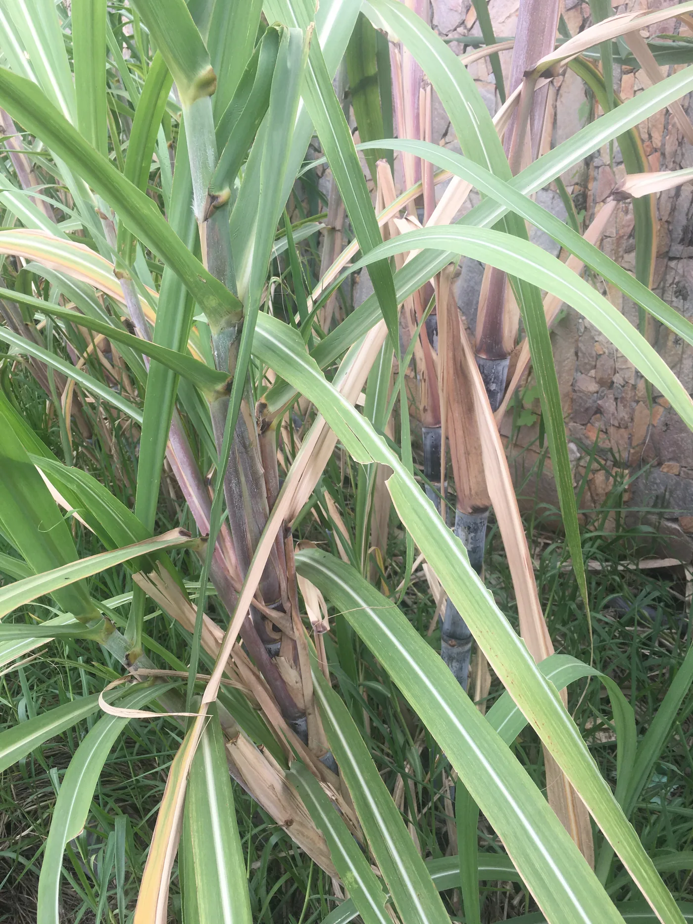 A clump of cane with dark banded stalks, long green leaves and dry brown leaves hanging on the lower stalks