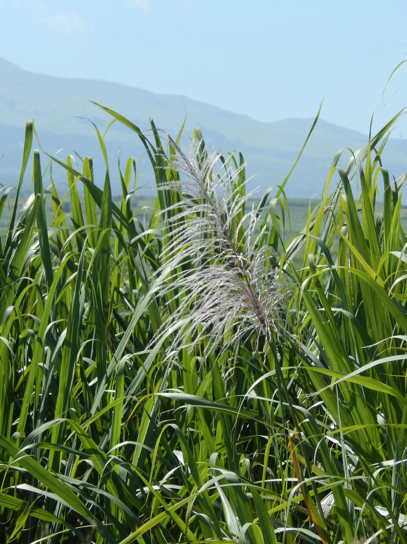 A single silvery flower plume rising above green cane leaves