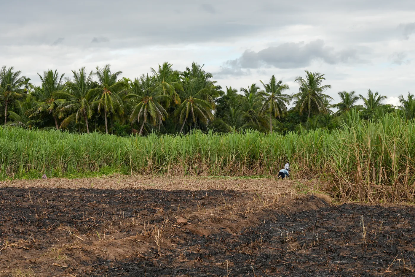 A field of standing cane behind a strip of blackened ground with one person walking