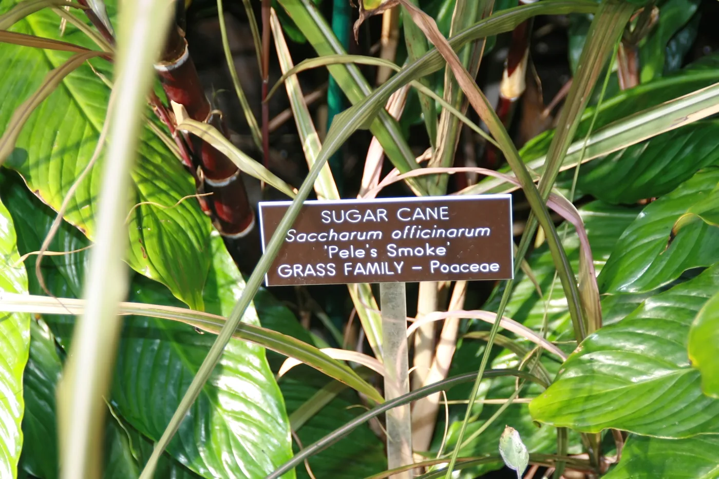 Dark red cane stalks among green leaves behind a label reading Sugar Cane, Saccharum officinarum, Pele's Smoke