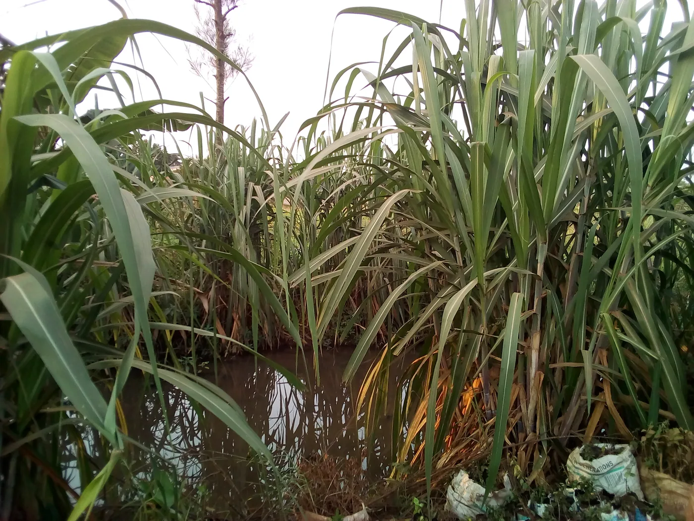 Tall cane leaves rising from a flooded plot with standing water between the plants