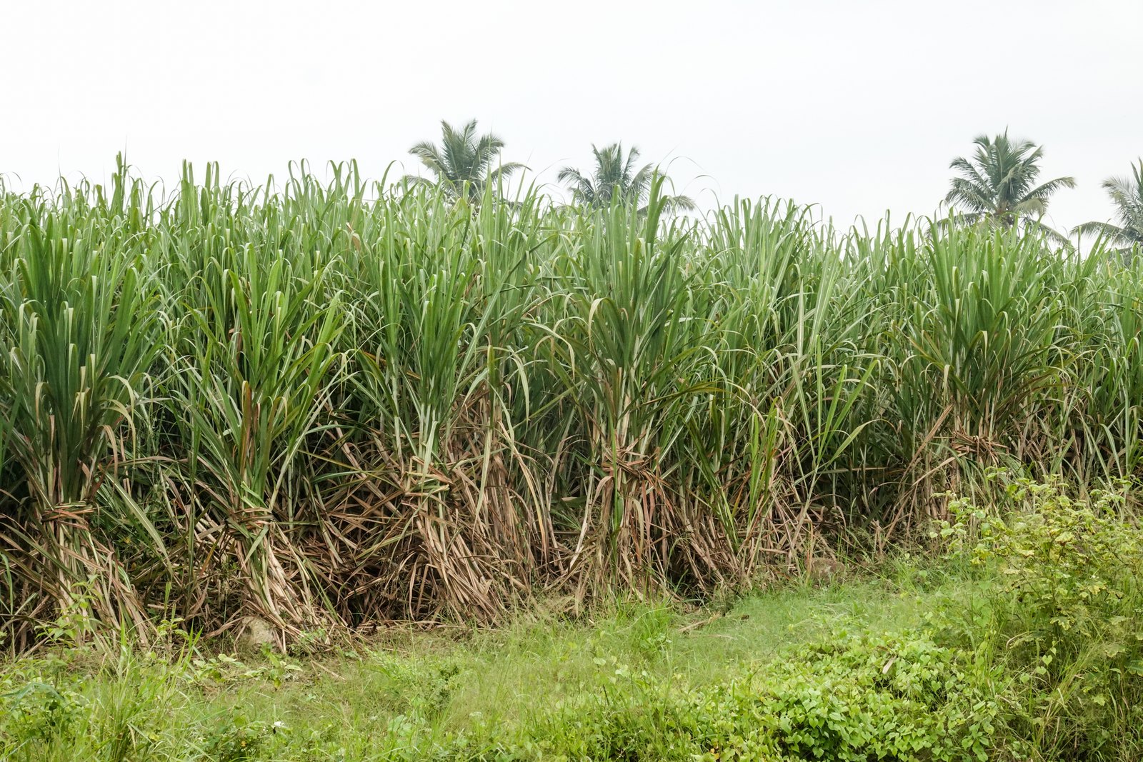 Sugar Cane (Saccharum officinarum) Guide: Variants, Planting, Ratoon Crops and Harvest