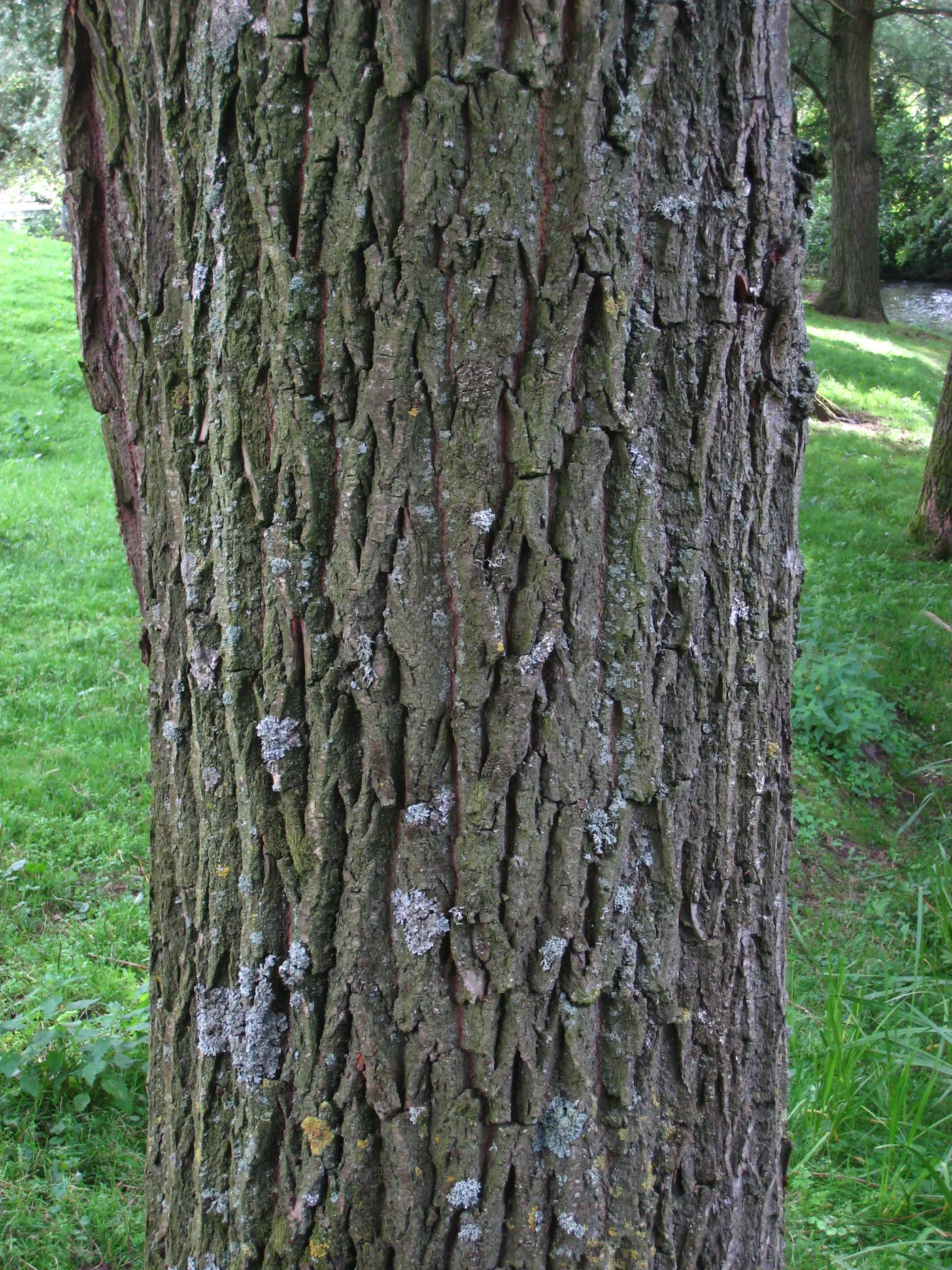 The grey, fissured bark of a white willow trunk