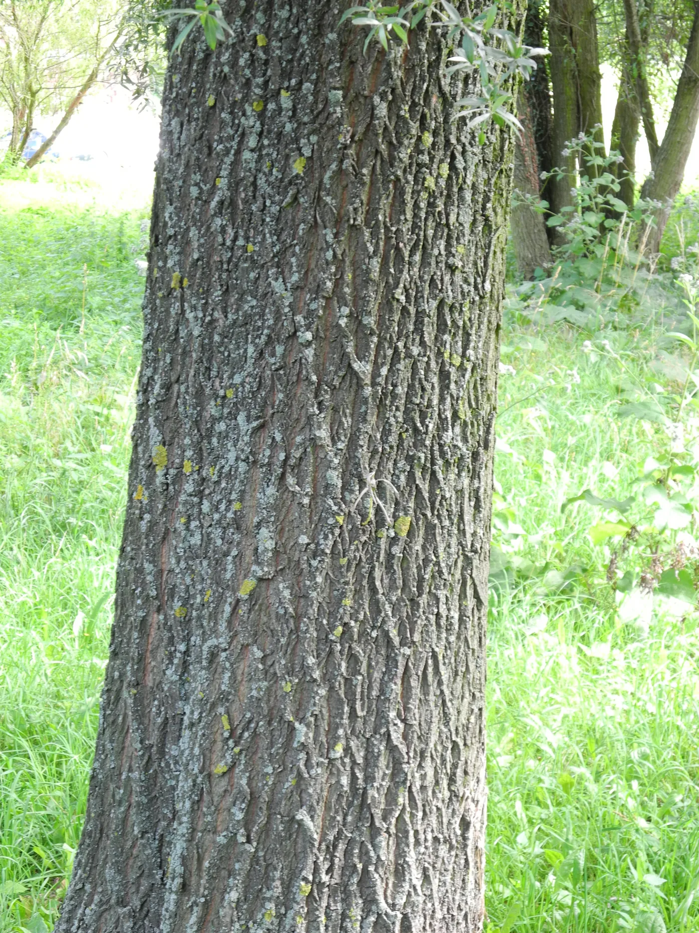 A close view of white willow bark