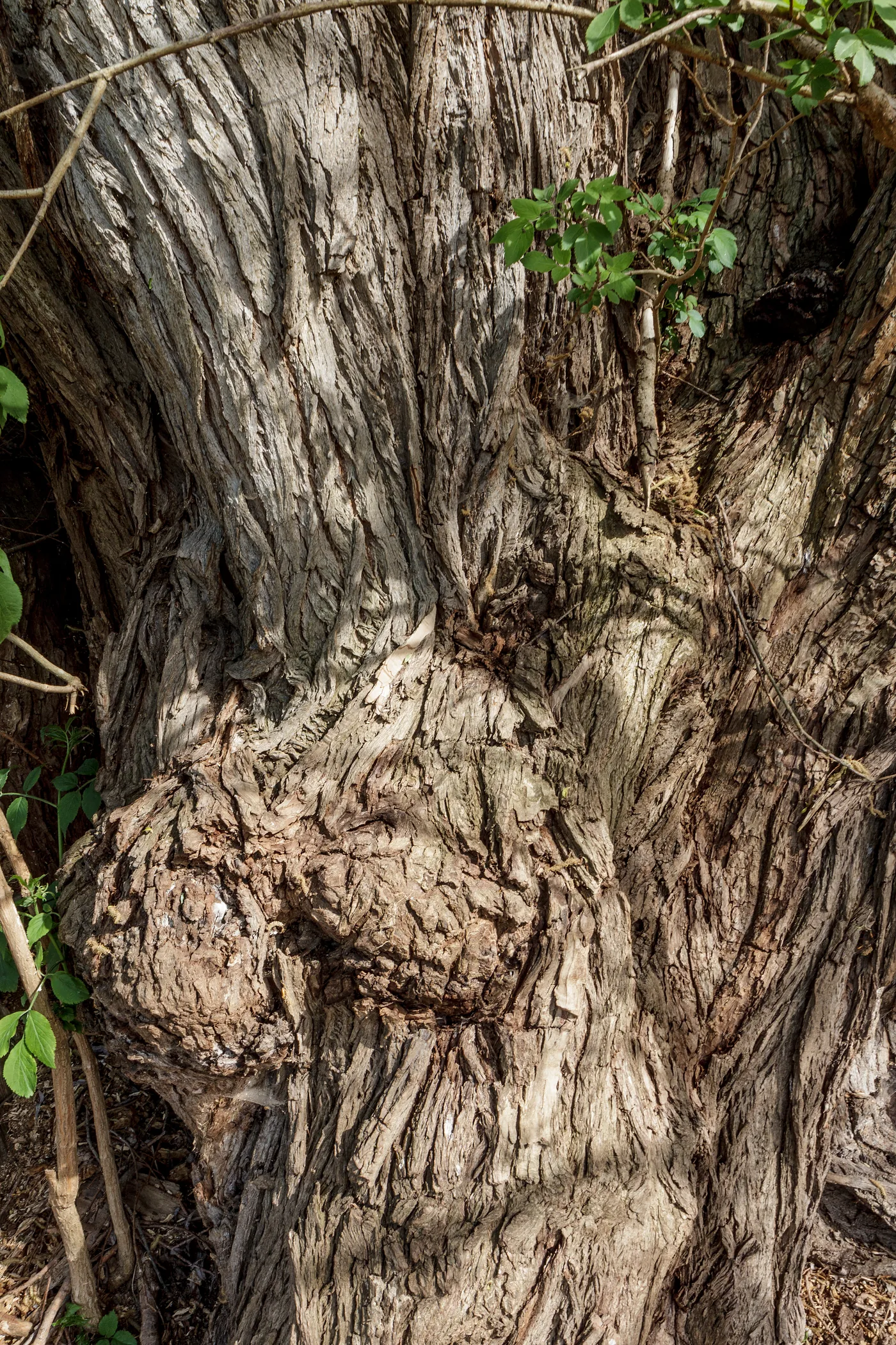 A very old white willow with a thick, knotted trunk