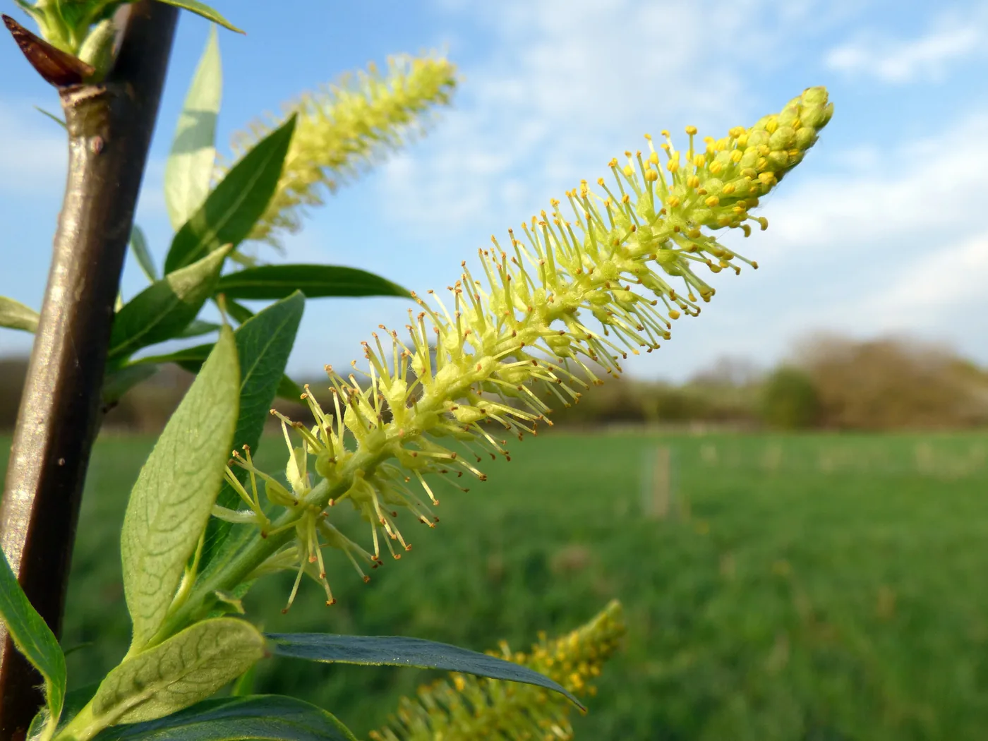 A white willow branch in flower with long yellow catkins