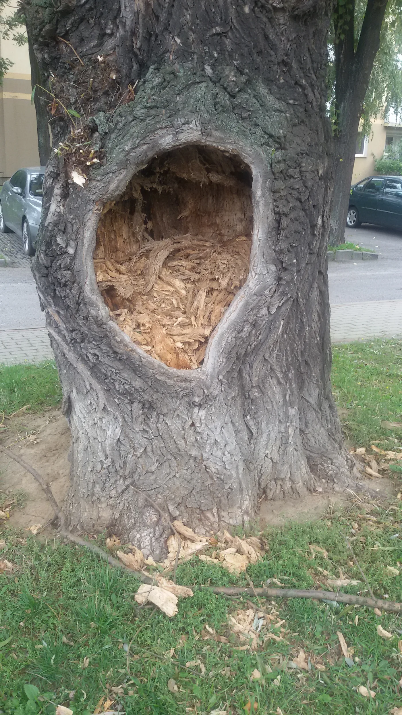 A hollow in the trunk of an old white willow