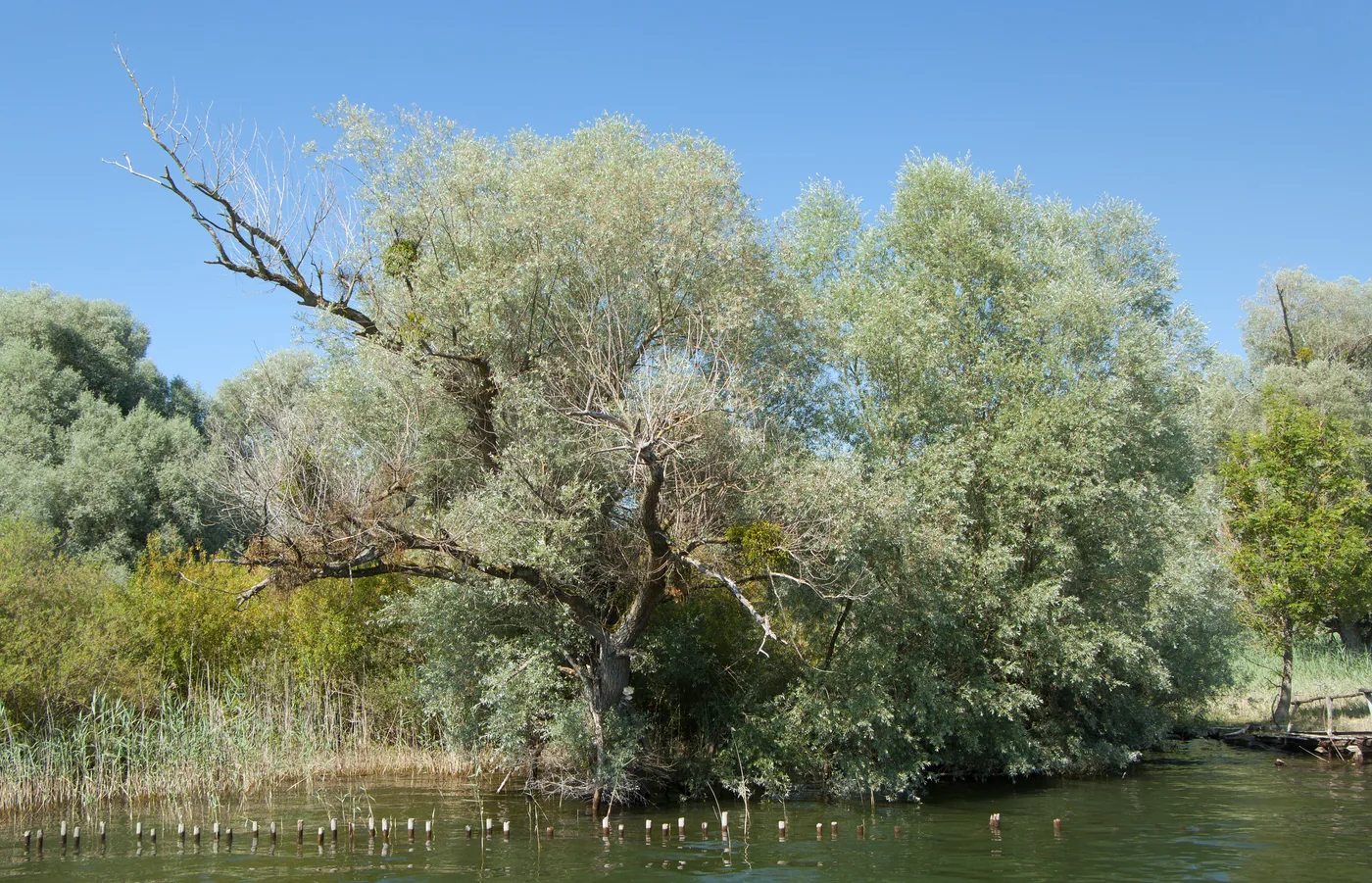 White willow trees growing at the edge of a lake