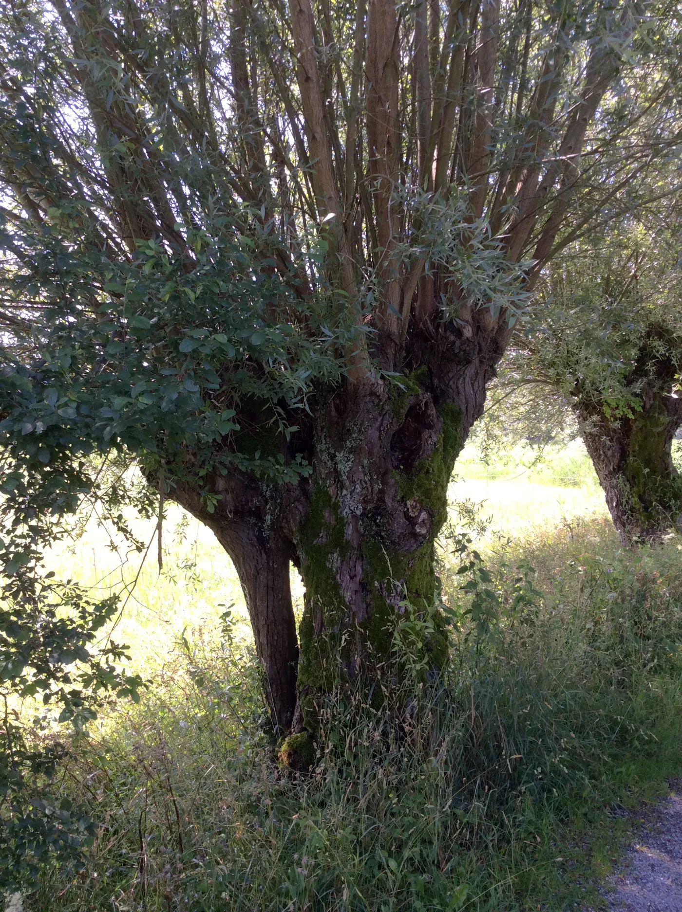 A pollarded white willow with its branches cut back to a knuckle on the trunk