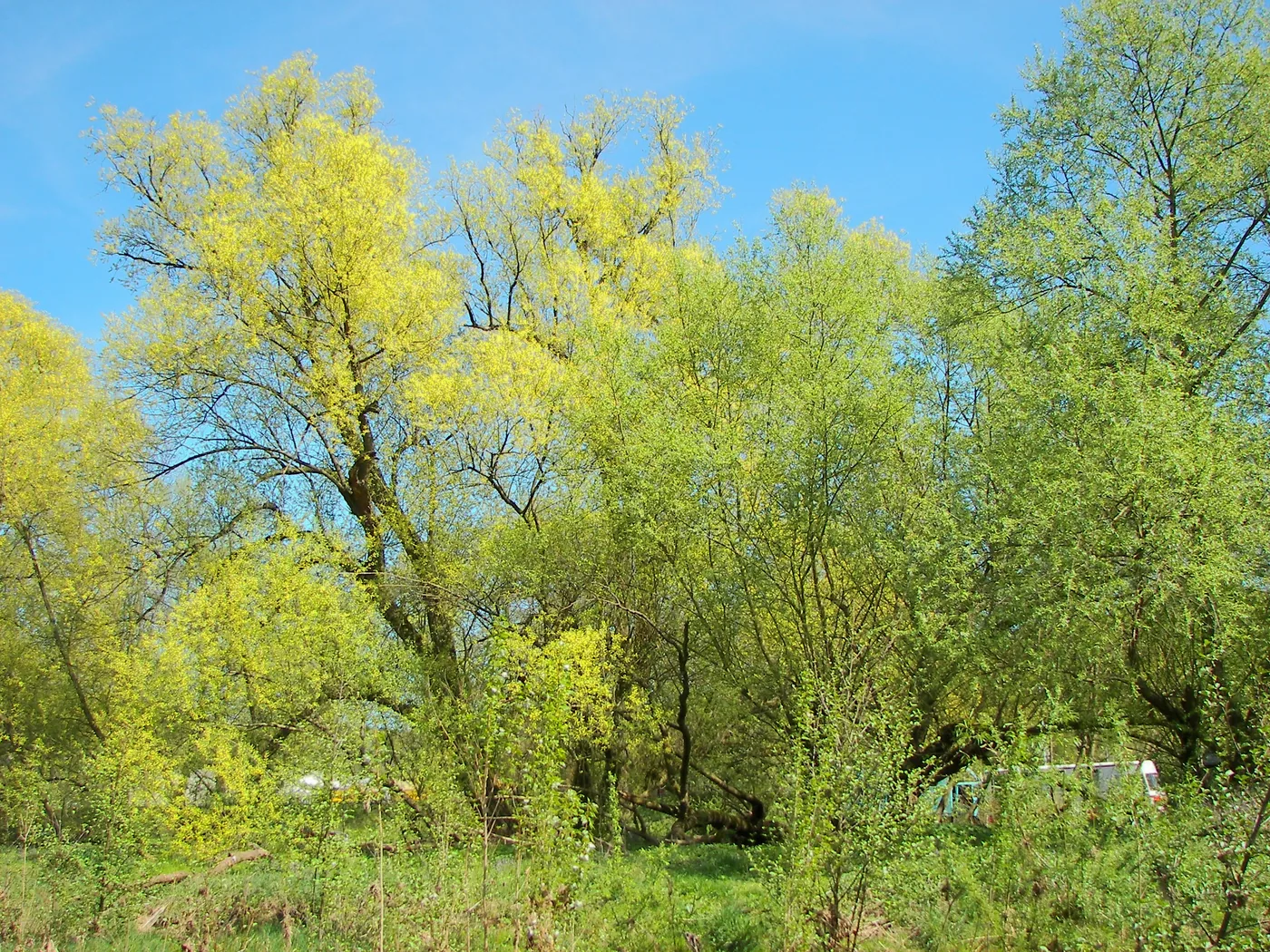 White willow trees in early spring with fresh yellow-green leaves