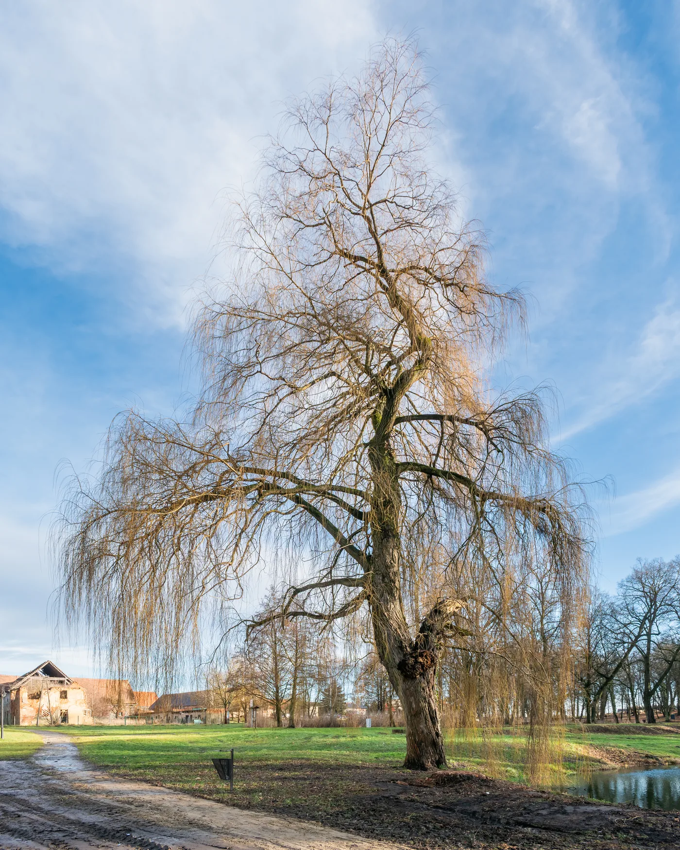 A weeping white willow with hanging branches