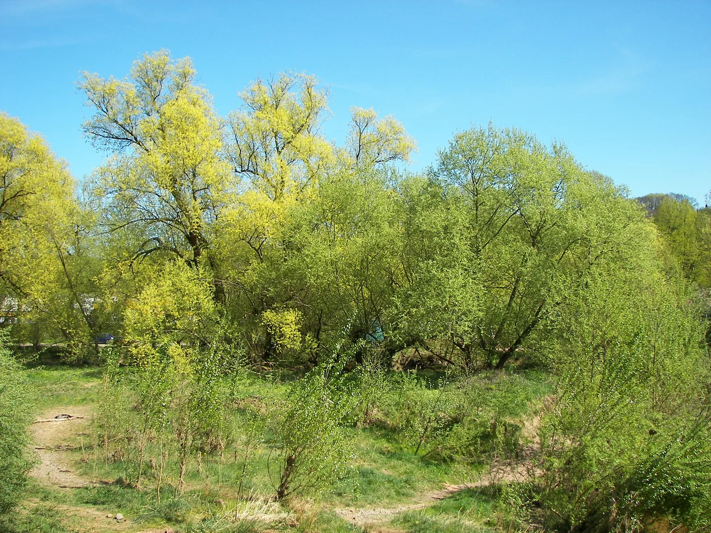 White willow trees in spring leaf beside a path, some yellow with catkins and some already green
