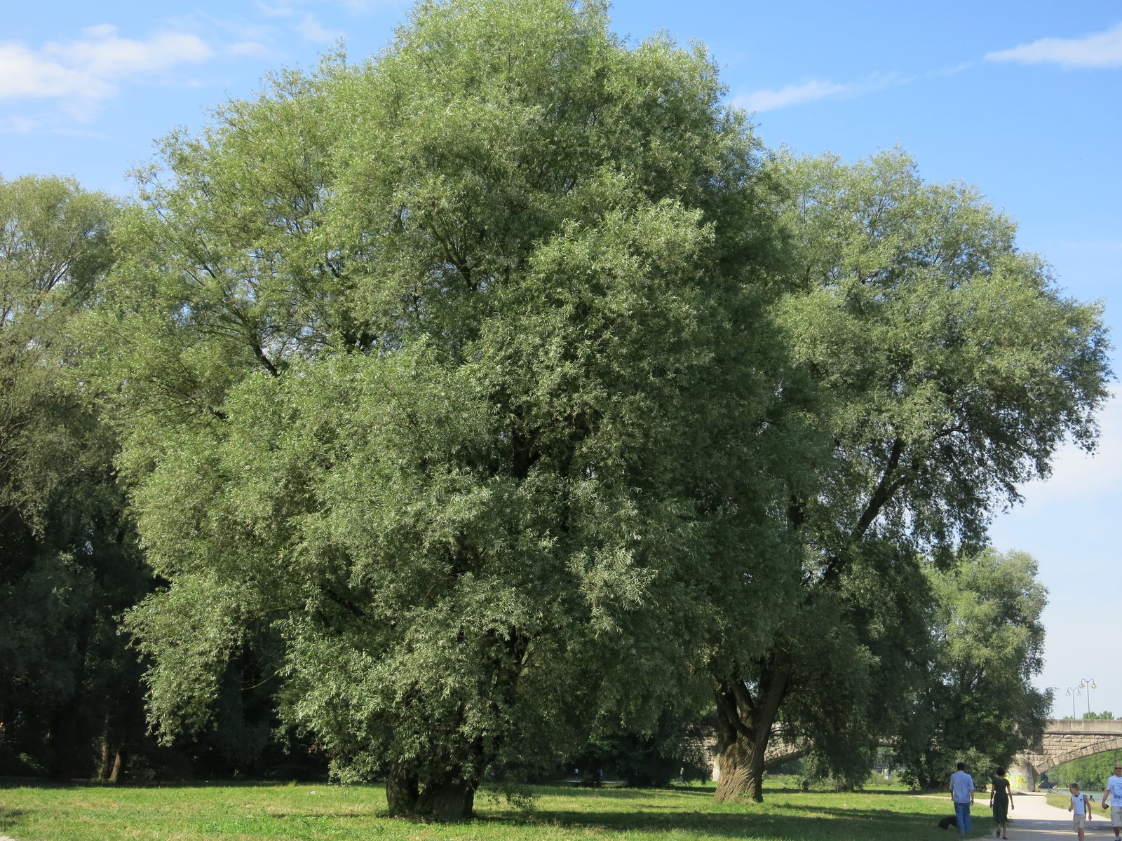 White Willow (Salix alba) Guide: Growing, Variants, Cuttings and Harvesting the Bark