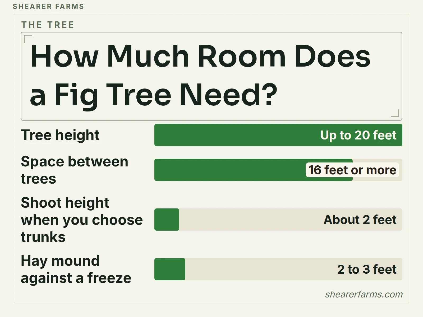 A bar chart in feet of how tall a fig tree grows, how far apart to plant trees, how tall new shoots are when you choose trunks and how high to mound hay