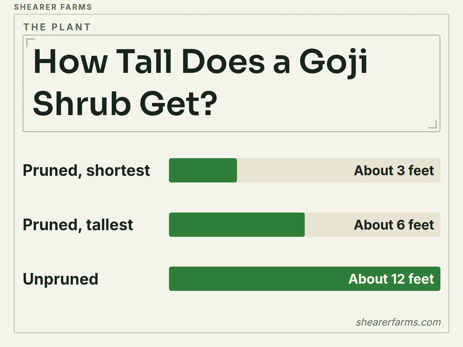 A bar chart in feet of goji shrub height: 3 to 6 feet when pruned and about 12 feet when left unpruned