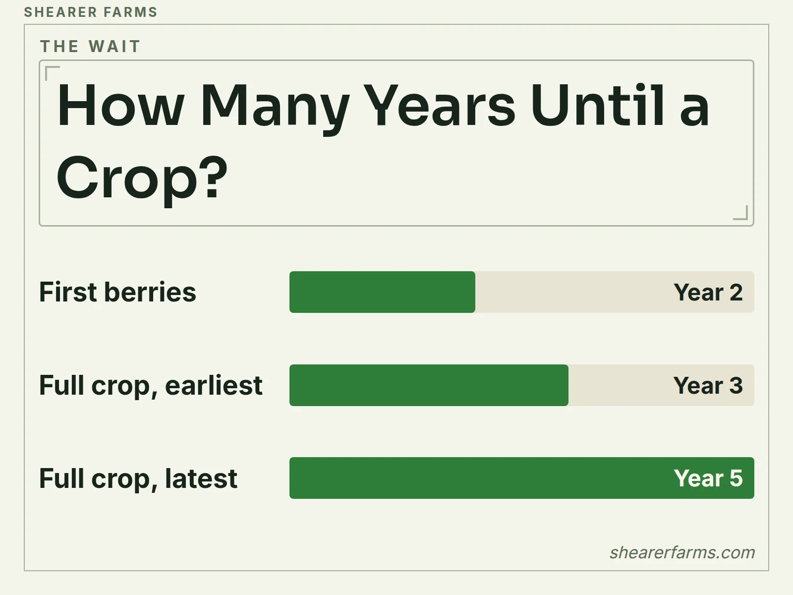 A bar chart of years until goji bears: first berries in year 2 and a full crop in years 3 to 5