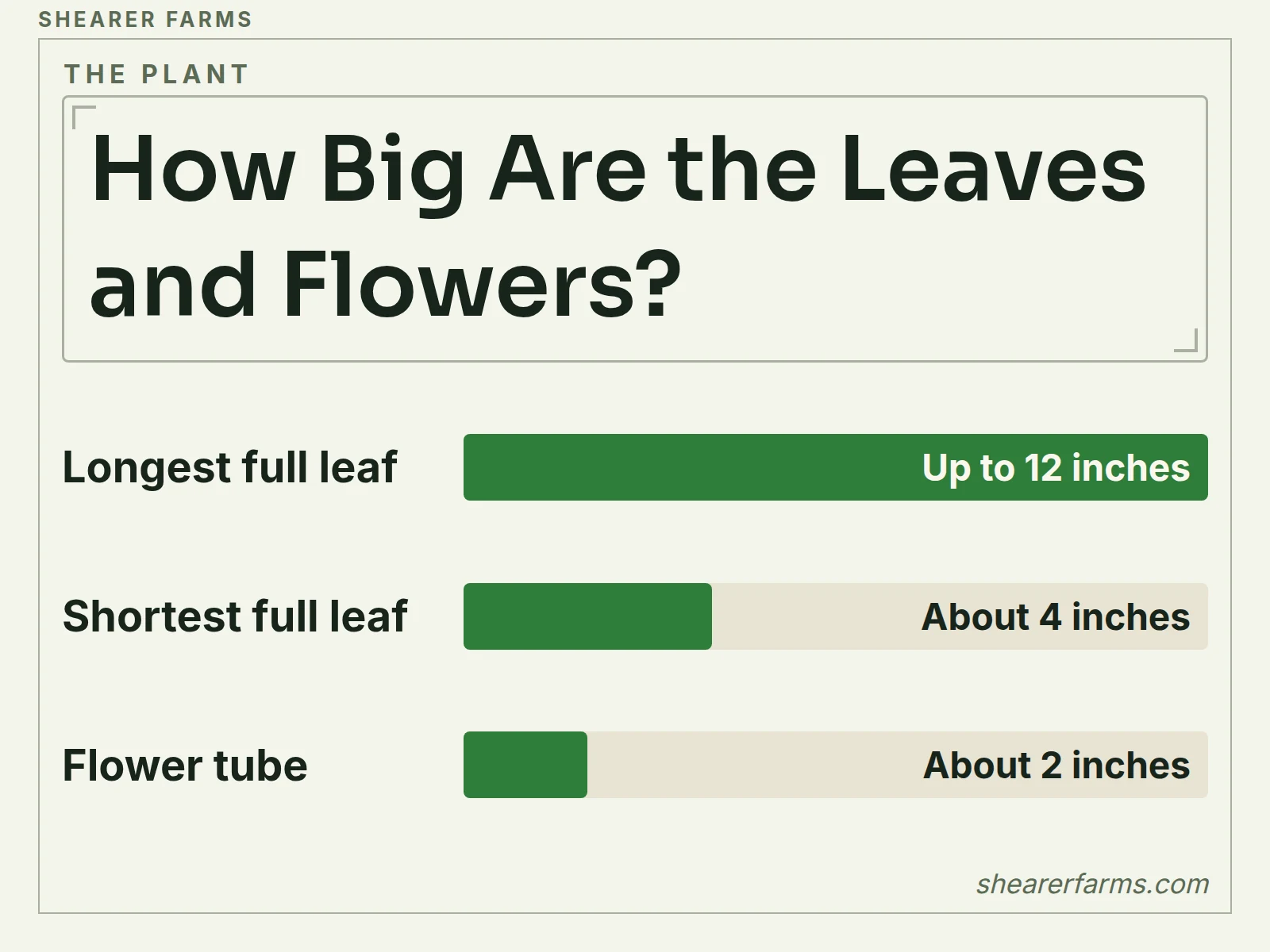 A bar chart in inches of the longest leaf, the shortest full leaf and the flower tube of leaf of life
