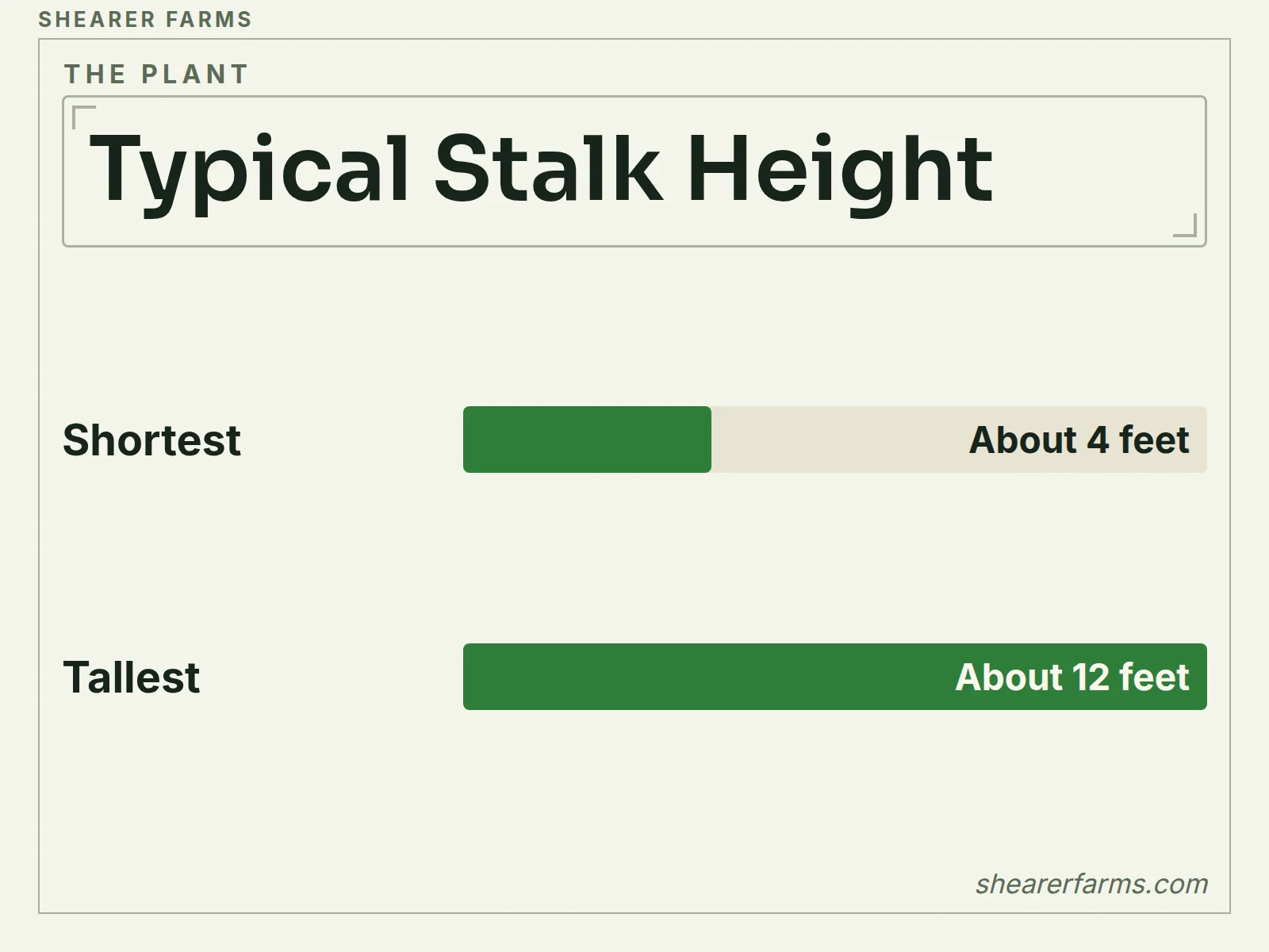 A bar chart in feet of sugar cane height: from about 4 feet to about 12 feet