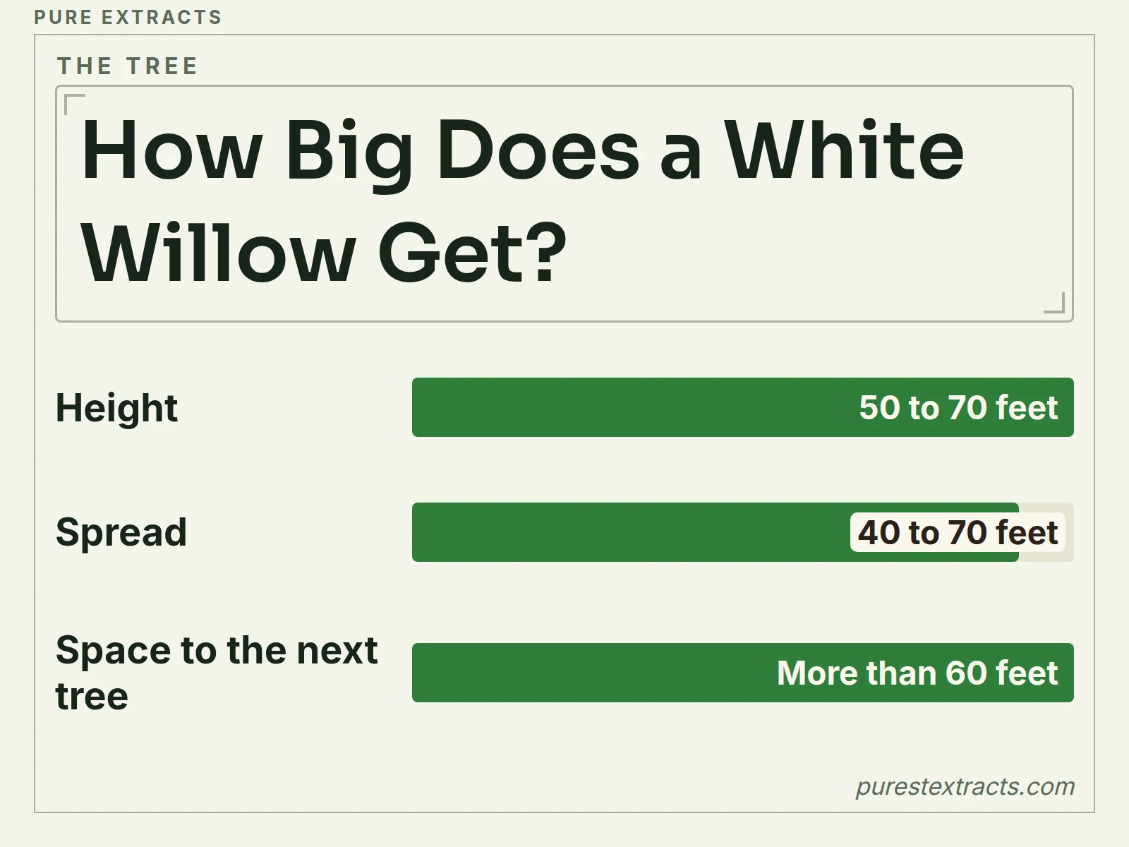 A bar chart of how tall and wide a white willow grows and how far apart to plant it, in feet